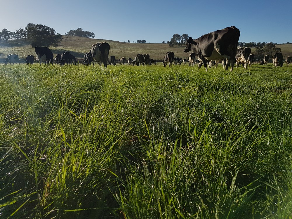 Happy cows