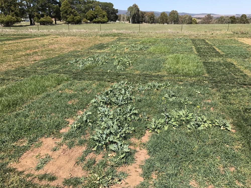 Savvy cover crop trial