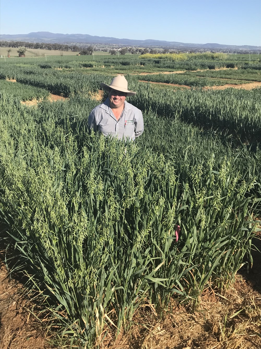 Bond forage oats at the Manildra trial