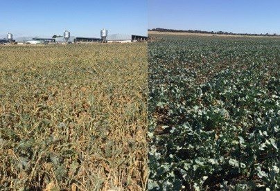 Aphid tolerant brassica